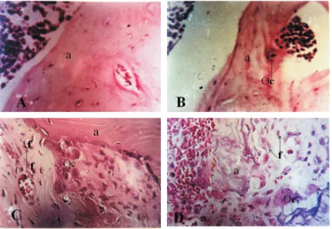 Gambar 2. A. Histopatologis tulang tikus kelompok A, Tulang korteks (a) terlihat kompak, padat (Hematoksilin dan eosin, 400x.).