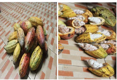 Gambar Tanaman Kakao (Theobroma cacao Linn.), Buah Kakao,  Biji Kakao Non Fermentasi Dan Biji Kakao Fermentasi 