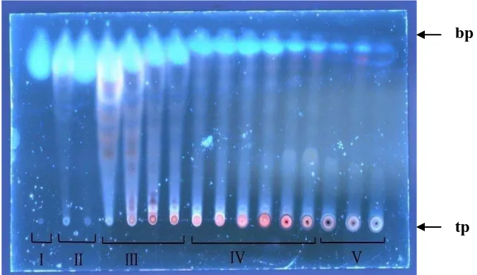 Gambar 4.2  FEDBB IV FEDBB III FEDBB II tp= titik penotolan, bp= batas pengembangan FEDBB I Keterangan: Fase diam silika gel GF 256 fase gerakKromatogram dari FEDBB dengan Fase Gerak n-heksana-etilasetat Penampak Bercak UV 366 nm
