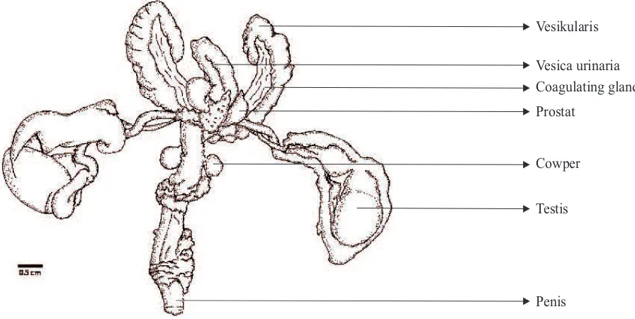 Gambar 1. Struktur anatomi saluran reproduksi jantan Paruromys dominator