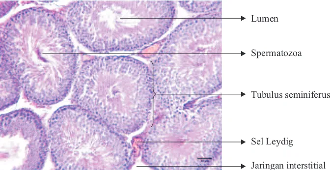 Gambar 2. Struktur histologi testis Paruromys dominator 