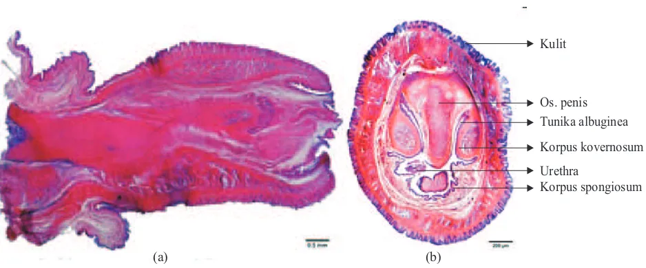Gambar 3. SEM. (a) Glans penis dan (b) Permukaan glans penis