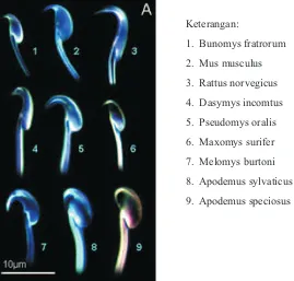 Gambar 5. Sperma Paruromys dominator
