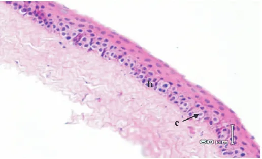 Gambar  3. Gambaran histopatologis kornea mata tikus putih yang diberi ekstrak kunyit 0, 25% per hari (K III)
