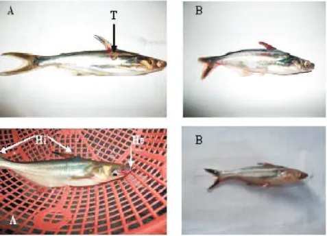 Gambar 2. A.  Lesi patologis anatomis ikan patin setelah diinfeksi Aeromonas salmonicida