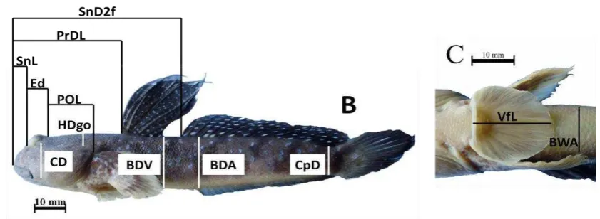 Table 2  List of morphometric characters of gobies used in this study 