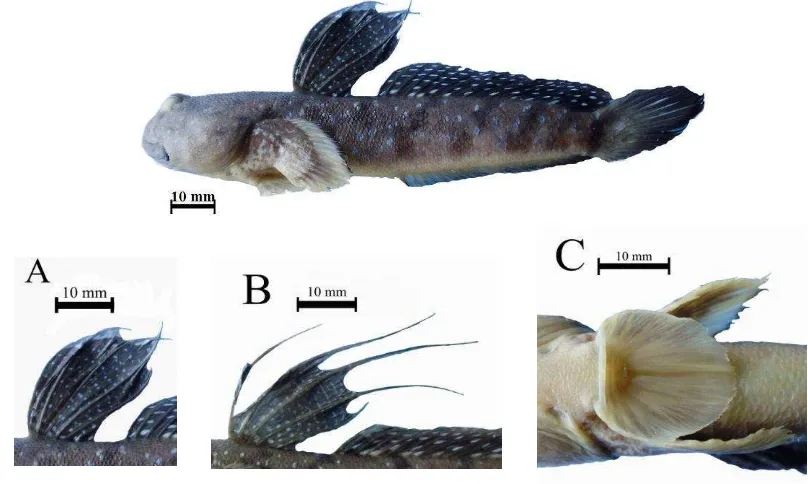 Figure 24  Boleophthalmus boddarti, 89.94 mm in SL, Labuan Treng, Labuan district-western Lombok