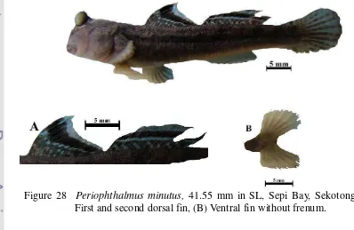 Figure 28  Periophthalmus minutus, 41.55 mm in SL, Sepi Bay, Sekotong. (A) 