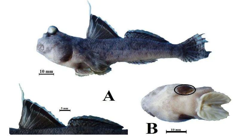Figure 29  Periophthalmus novemradiatus, 88.46 mm in SL, Sepi Bay, Sekotong distric-western Lombok