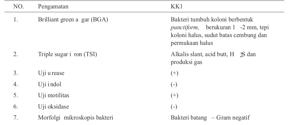 Tabel 1. Hasil pemeriksaan bakteriologi sampel ikan Maskoki KK1