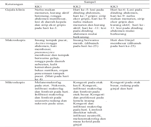 Tabel 2. Hasil pengamatan gejala klinis, pemeriksaan makroskopis dan mikroskopis ikan Maskoki  KK1, KK2, dan KK3