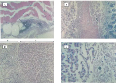 Gambar 2. Gambaran histopatologis ikan Maskoki (KK1).  A. Kulit (K) dan Otot (O), menunjukkan adanya melanomakrofag (a) dan vakuolisasi (b) (HE, 400x)