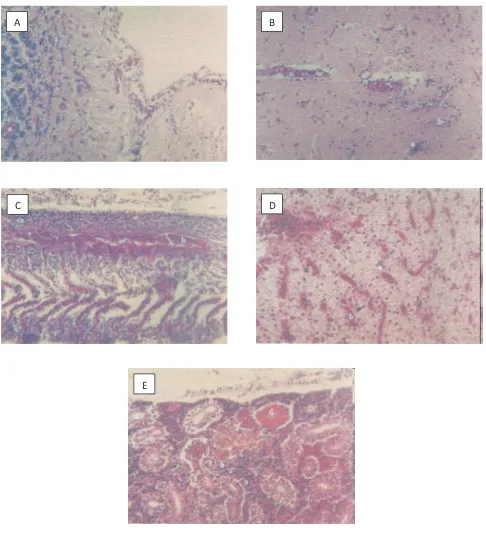 Gambar 3. Gambaran histopatologis ikan Maskoki (KK2). A. Otak kecil mengalami kongesti (a)  (HE, 200x.)