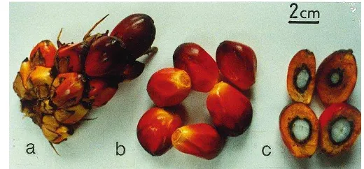 Gambar 1. Buah kelapa sawit (Osborne & Henderson 2000) 
