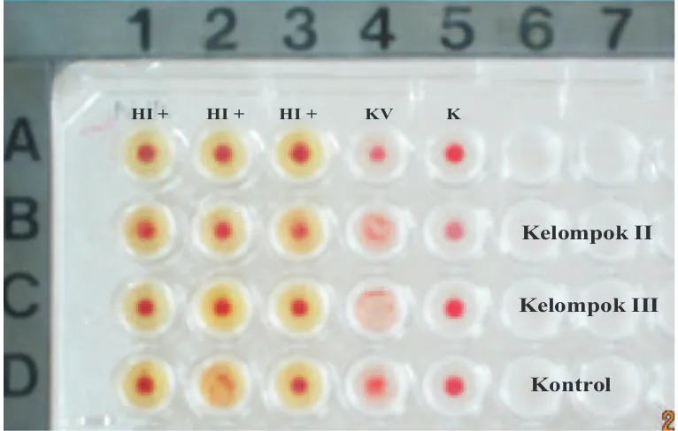 Gambar 2. Hasil uji hemagglutinasi inhibisi (HI) positif teramati adanya endapan eritrosit pada dasar sumuran (A1, A2, A3, B1, B2, B3, C1, C2, C3, D1, dan D3) dibandingkan dengan kontrol eritosit (A5, B5, C5, dan D5), kontrol virus (KV)