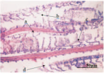 Gambar 7. Fotomikograf  penampang melintang filamentum insang ikan nila merah galur lokal Cangkringan pada uji toksisitas mortalitas 96 jam pada konsentrasi 1 ppm