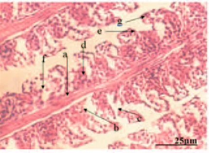 Gambar 3. Fotomikograf  penampang melintang filamentum  insang  ikan nila merah galur  lokal Cangkringan pada uji toksisitas mortalitas 96 jam pada konsentrasi 0,00 ppm (kontrol),)