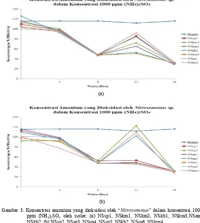 Gambar 3. Konsentrasi amonium yang dioksidasi oleh “Nitrosomonas” dalam konsentrasi 1000 ppm (NH4)2SO4 oleh isolat: (a) NSsp1, NSkm1, NSkm2, NSkb1, NSkm3,NSam, NSkb2; (b) NSsp2, NSsp3, NSsp4, NSsp5, NSkb2, NSsp6, NSkm4  