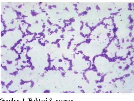 Gambar mikroskopik bakteri S. aureus. terpapar pada Gambar 1 di bawah 