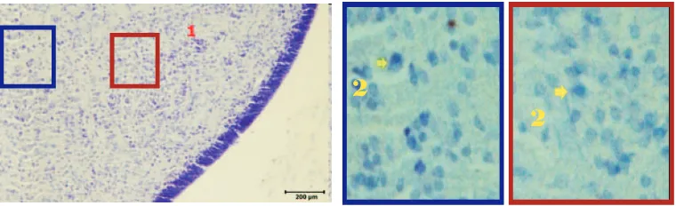 Gambar  7. Korteks serebelum fetus Macaca fascicularis umur 55 hari dengan pewarnaan cresyl violet, tampak lapisan 