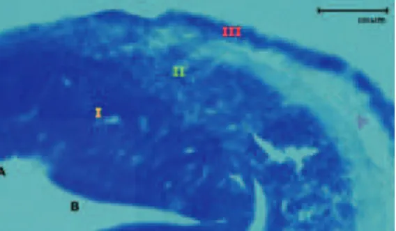 Gambar 1. Serebelum embrio Macaca fascicularis umur 40 hari dengan pemotongan transversal yang diwarnai dengan pewarnaan cresyl violet, menggambarkan ketiga lapisan