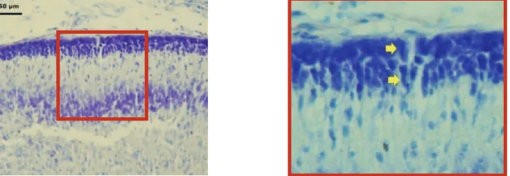 Gambar 2. Serebelum fetus Macaca fascicularis berumur 55 hari dengan pemotongan sagital diwarnai dengan cresyl violet menggambarkan calon-calon fisur dan calon-calon lobus yang belum tampak jelas