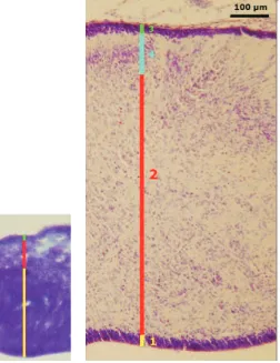 Gambar 4.Perbandingan perkembangan lapisan-lapisan serebelum Macaca fascicularis pada embrio umur 40 hari dan fetus umur 55 hari