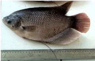 Gambar 1. Ikan gurame jantan ukuran 600-900 g 