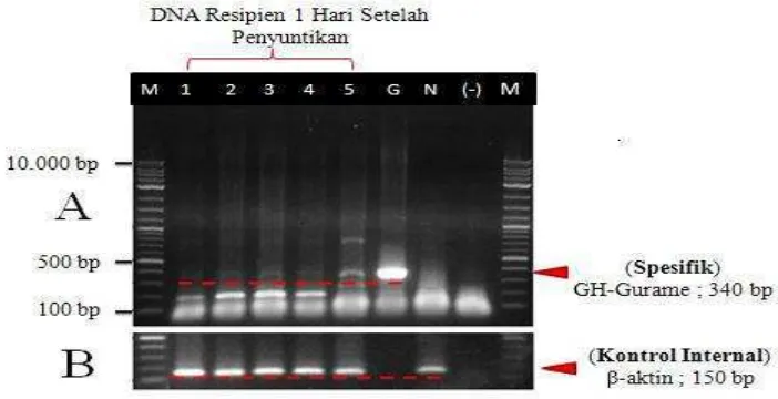 Gambar 8. A) Analisis PCR DNA larva 1 hari setelah penyuntikan sel donor menggunakan marka molekular spesifik GH-Gurame (konfirmasi   keberhasilan penyuntikan)