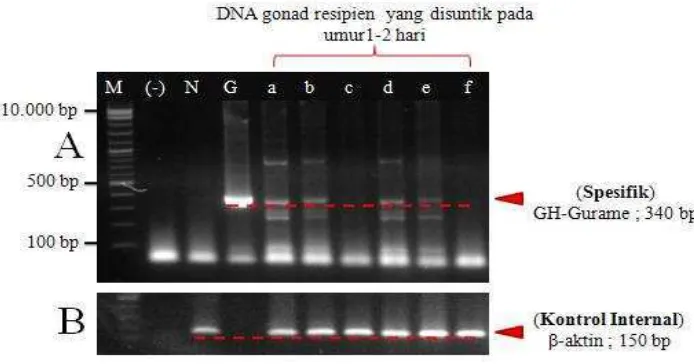 Gambar 10. A) Analisis PCR DNA sampel resipien (yang disuntik pada umur 1-2 hari setelah menetas) 2 bulan setelah penyuntikan menggunakan marka molekular spesifik GH-Gurame