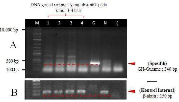 Gambar 11.  A) Analisis PCR DNA sampel resipien (yang disuntik pada umur 3-4 hari setelah menetas) 2 bulan setelah penyuntikan menggunakan marka molekular spesifik GH-Gurame