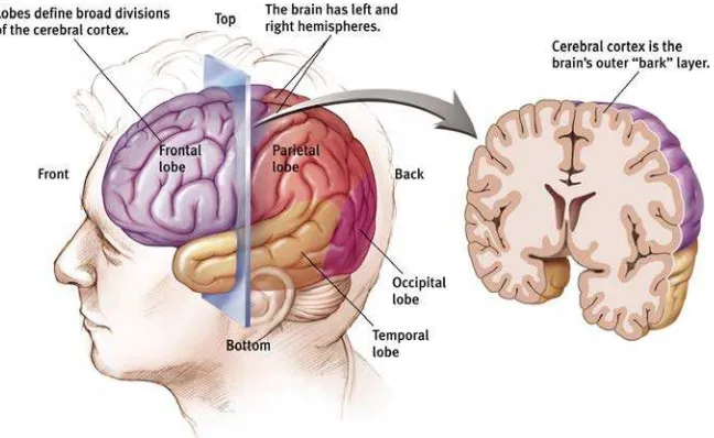 Figure 2. The brain structure: hemispheres and the side view 