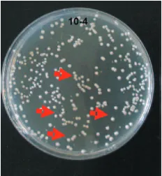 Gambar 1. Koloni bakteri susu KWM pada pengenceran 10 .-4