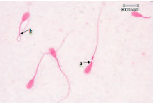 Gambar 1. Microcephalic  spermatozoa (a) merupakan salah satu bentuk morfologi abnormalitas primer spermatozoa yang teramati (Perbesaran 100x.).