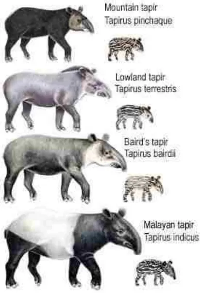 Gambar 1  Empat jenis tapir yang hidup di dunia            Sumber: Nash (2009) 