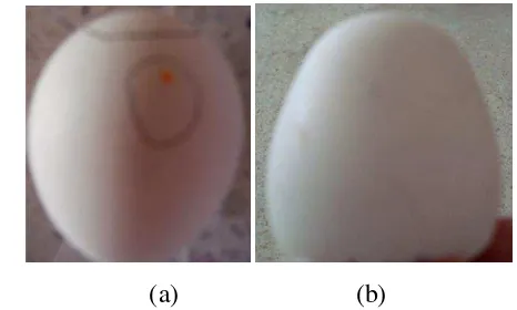 Gambar 6.  Kondisi Abnormal pada Telur:  Lubang Pada Kerabang (a) dan Bentuk Telur Yang Tidak Proporsional (b) 