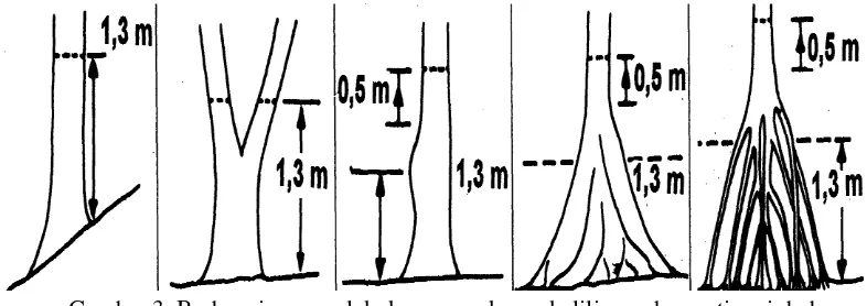 Gambar 3. Berbagai cara melakukan pengukuran keliling pohon setinggi dada       (Hairiah dkk, 2011) 