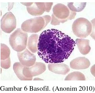 Gambar 6 Basofil. (Anonim 2010) 