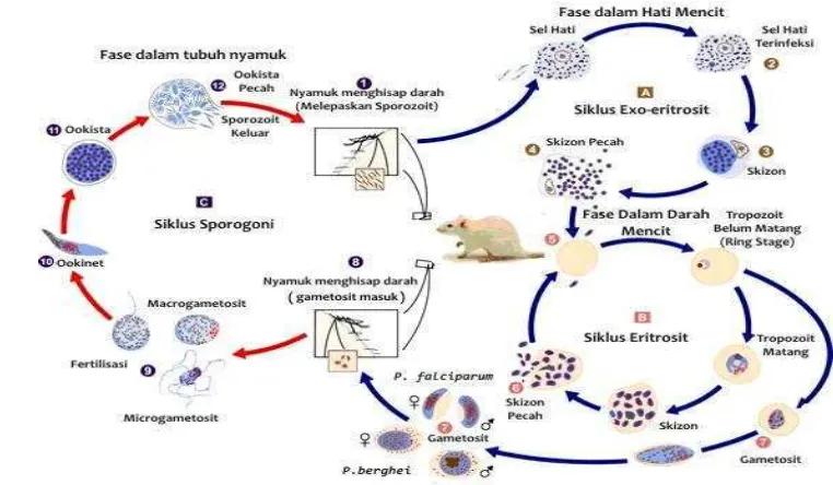 Gambar 3 Siklus Hidup Plasmodium berghei. (CDC 2010) 