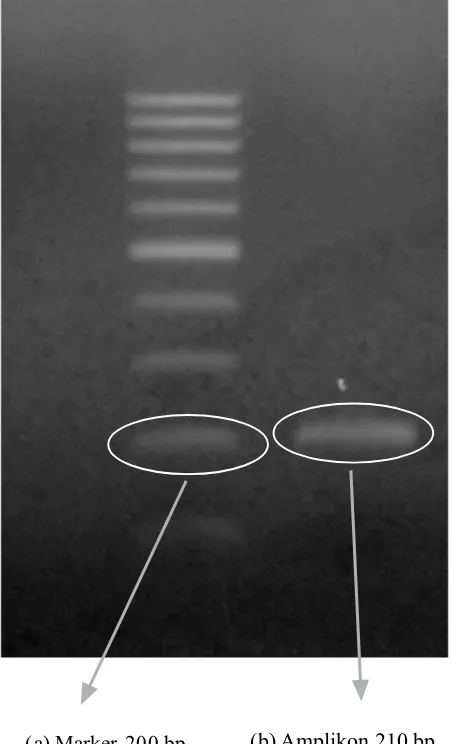 Gambar 1.  DNA hasil Polymerase Chain Reaction;  (a) Marker DNA, (b) Amplikon.