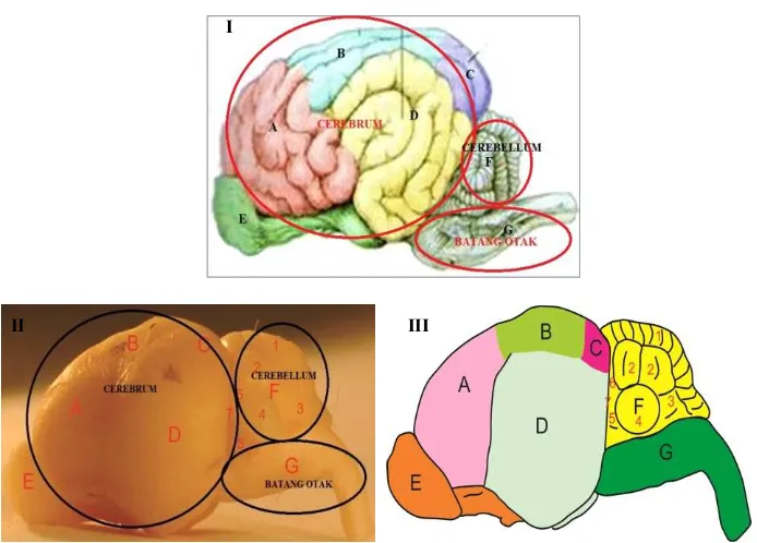 Gambar 3. Otak beberapa hewan tampak dorsal, yaitu otak anjing (A) (Dyce dkk, 2010), Otak Rousettus sp(codot) (B) beserta gambaran skematisnya (C)