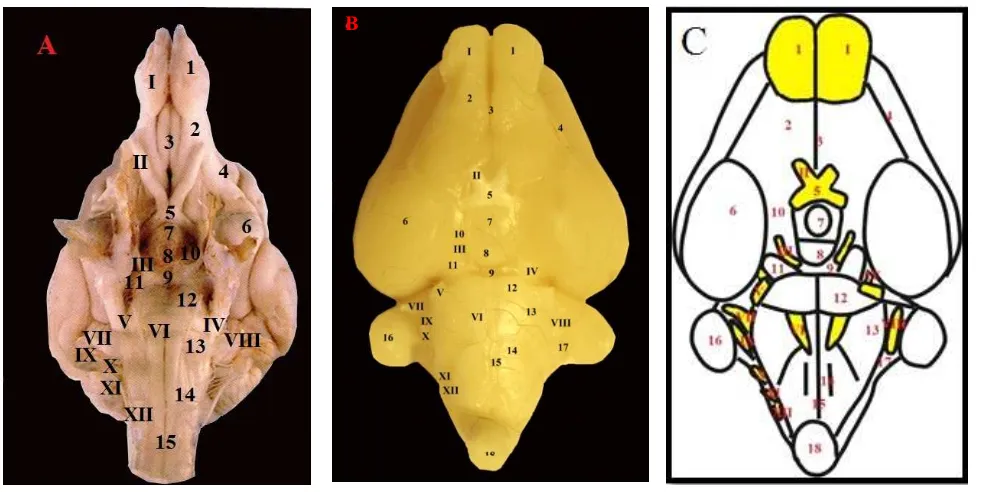 Gambar 4. Otak beberapa hewan tampak ventral, yaitu otak anjing (A) (Dyce et al., 2010), otak Rousettus sp (codot) (C) beserta gambaran skematisnya (D)