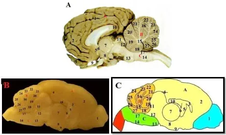 Gambar 5. Otak beberapa hewan tampak sagital, diantaranya otak anjing (A) (Dyce et al., 2010), otak Rousettus sp (codot) (B) beserta gambaran skematisnya (C)