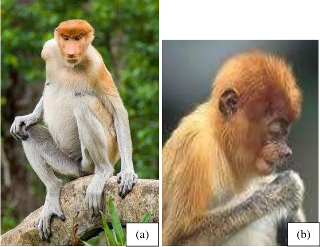Gambar 2  (a) Bekantan betina dewasa, (b) Bayi bekantan 