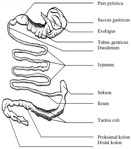 Gambar 3  Anatomi Traktus Pencernaan Bekantan 