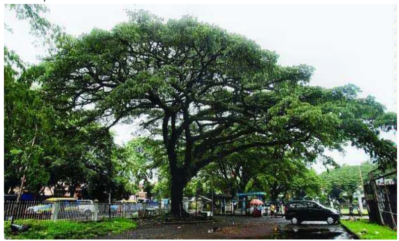 Gambar 2. Pohon trembesi di kota 