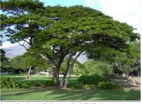 Gambar 1. Pohon trembesi/Ki Hujan 
