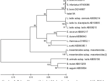 Gambar 3. Pohon filogenetik isolat 9A  berdasarkan sekuen gen 16S rRNA