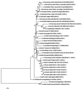 Gambar 2. Pohon filogenetik fragmen gen NS1 di sepanjang nukleotida 217-690.  Notasi * adalah isolat yang diteliti.