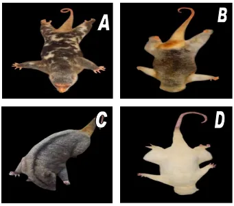 Gambar 1. Gambaran fenotip daerah kepala : (A) Kuskus  Totol (S. maculatus), (B) Kuskus  Kelabu (P